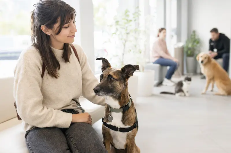 Ein Kintamani Hund sitzt still neben seinem Besitzer in einem modernen Tierarzt-Wartezimmer.